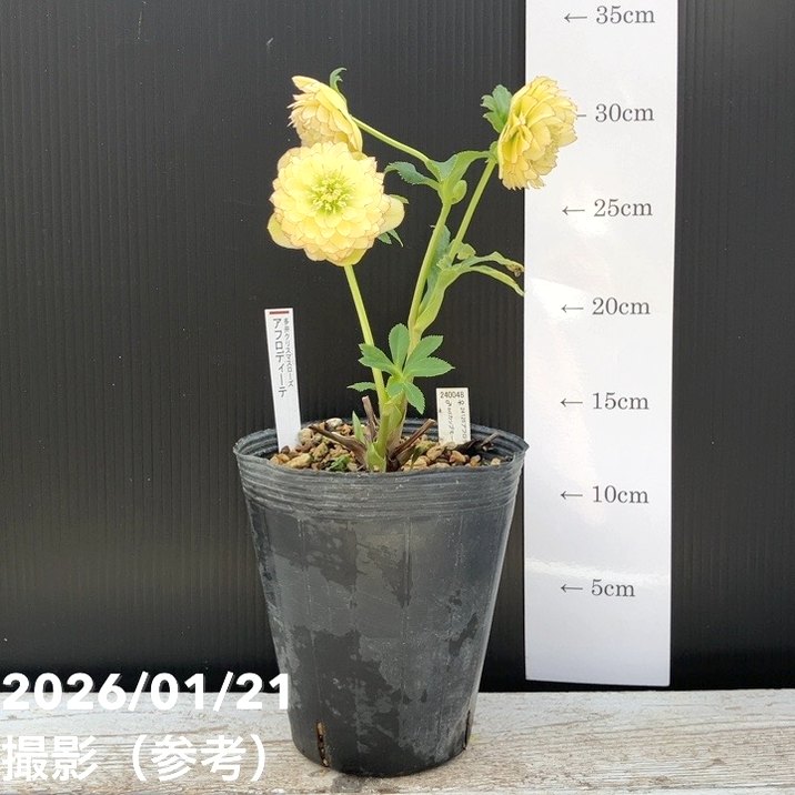 お買い得一点物咲き進み株】加藤農園 クリスマスローズ アフロディーテ