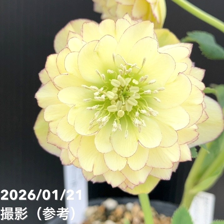 お買い得一点物咲き進み株】加藤農園 クリスマスローズ アフロディーテ