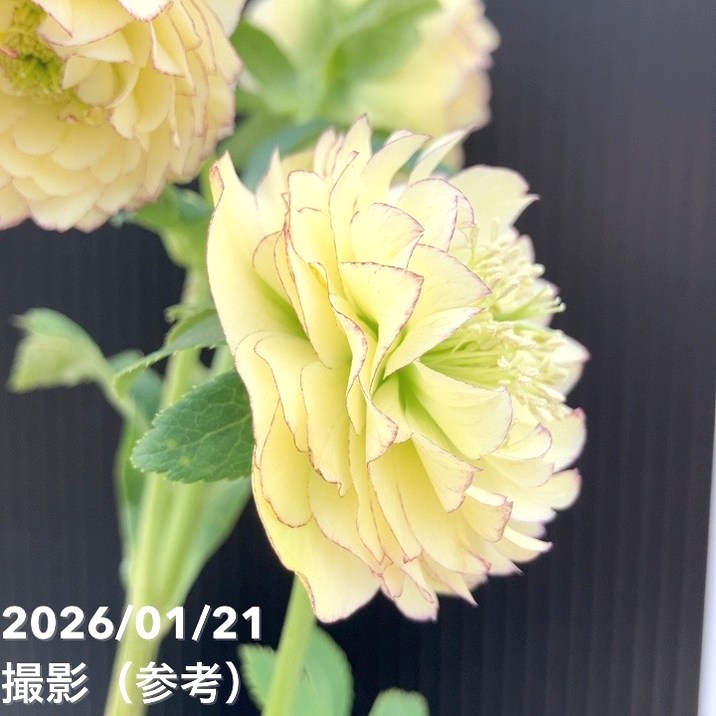 お買い得一点物咲き進み株】加藤農園 クリスマスローズ アフロディーテ