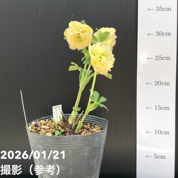 お買い得一点物咲き進み株】加藤農園 クリスマスローズ アフロディーテ