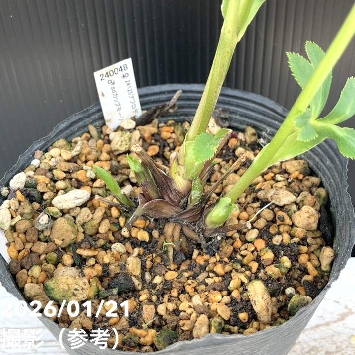 一点物】加藤農園 クリスマスローズ アフロディーテ 4.5号（KT12