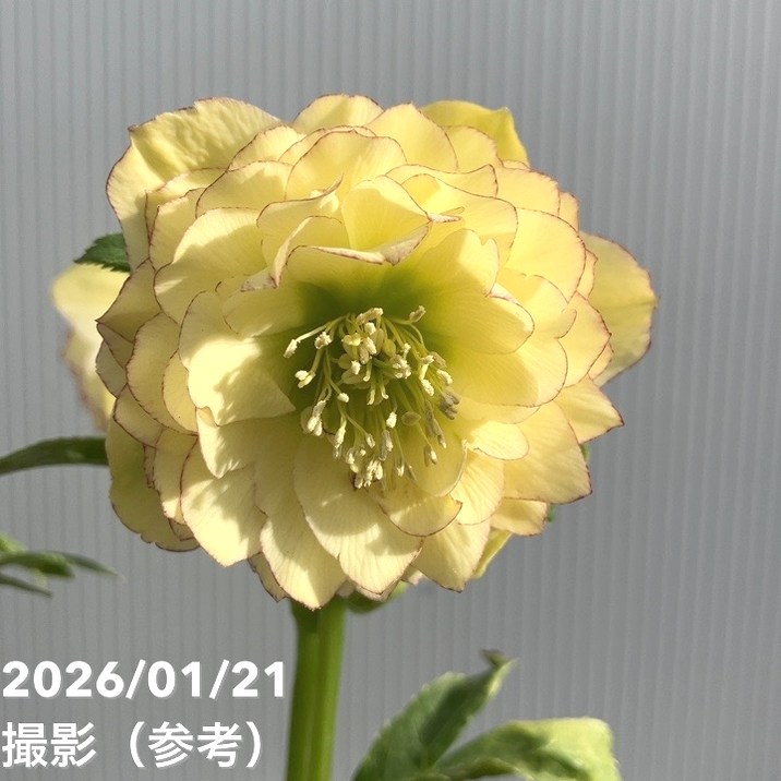 お買い得一点物咲き進み株】加藤農園 クリスマスローズ アフロディーテ