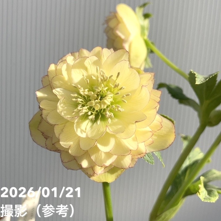 お買い得一点物咲き進み株】加藤農園 クリスマスローズ アフロディーテ