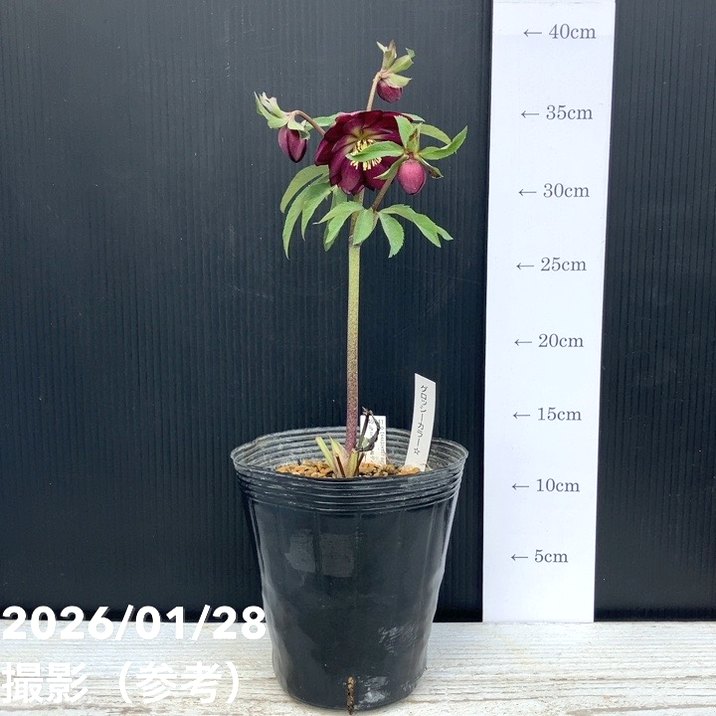 一点物】加藤農園 クリスマスローズ グロッシーカラー 4.5号（KT75