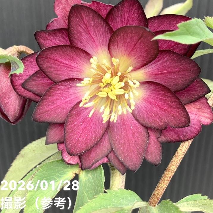 一点物】加藤農園 クリスマスローズ グロッシーカラー 4.5号（KT75