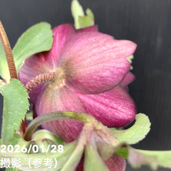 一点物】加藤農園 クリスマスローズ グロッシーカラー 4.5号（KT75