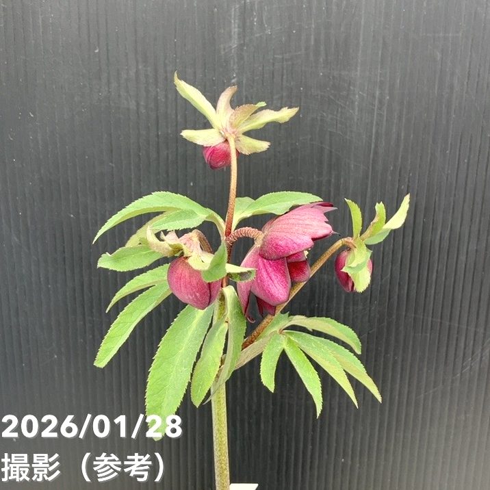 一点物】加藤農園 クリスマスローズ グロッシーカラー 4.5号（KT75