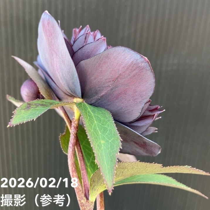 一点物】広瀬園芸 クリスマスローズ 4.5号（HR30）｜山野04-PA | 草花