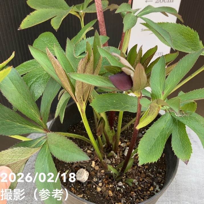 一点物】広瀬園芸 クリスマスローズ 4.5号（HR30）｜山野04-PA | 草花