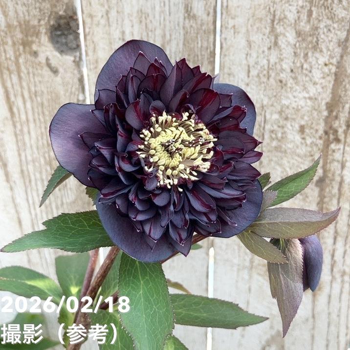 一点物】広瀬園芸 クリスマスローズ 4.5号（HR30）｜山野04-PA | 草花