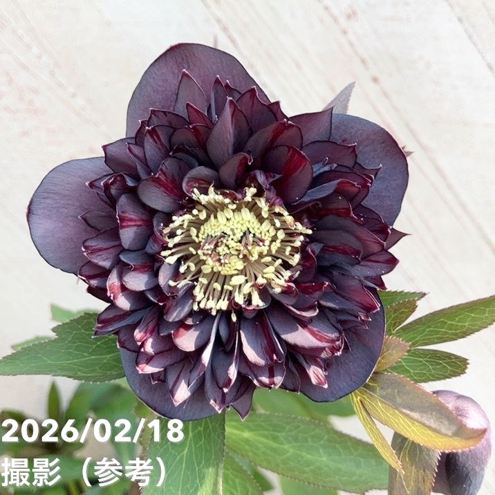 一点物】広瀬園芸 クリスマスローズ 4.5号（HR30）｜山野04-PA | 草花