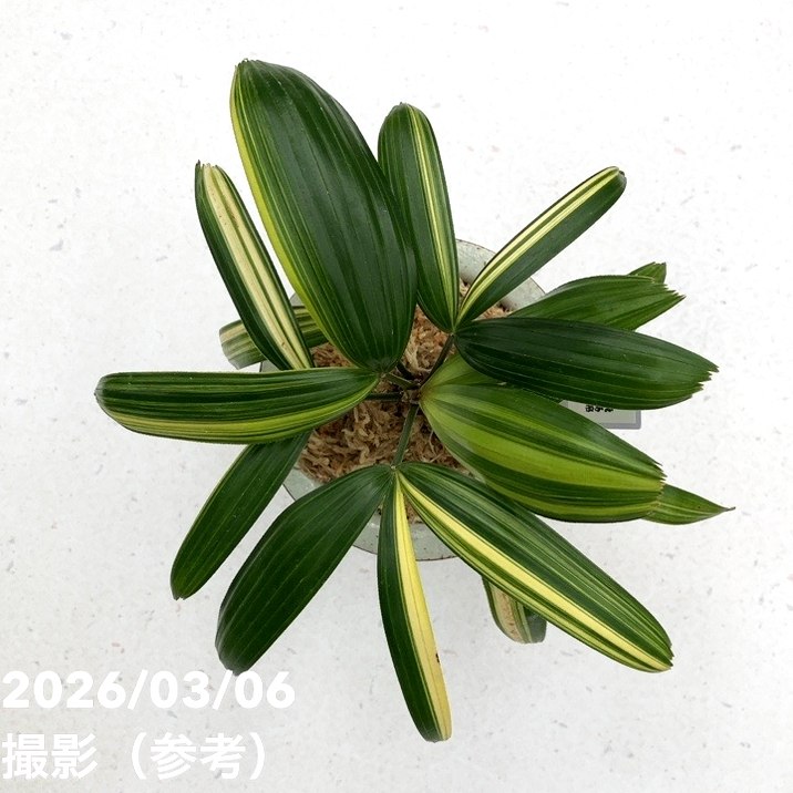 現品お届け】観音竹 カンノンチク 飛鳥錦 あすかにしき 錦鉢（K13