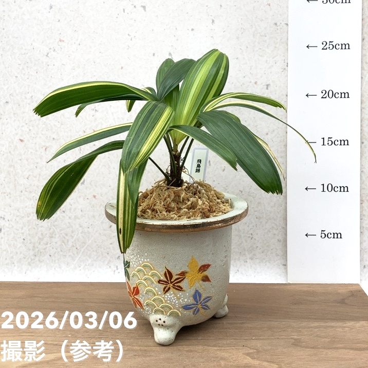 現品お届け】観音竹 カンノンチク 飛鳥錦 あすかにしき 錦鉢（K13