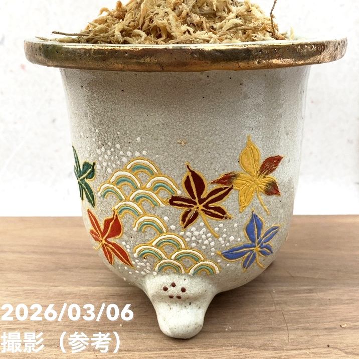 現品お届け】観音竹 カンノンチク 飛鳥錦 あすかにしき 錦鉢（K13