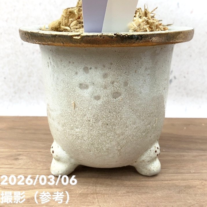 現品お届け】観音竹 カンノンチク 飛鳥錦 あすかにしき 錦鉢（K13