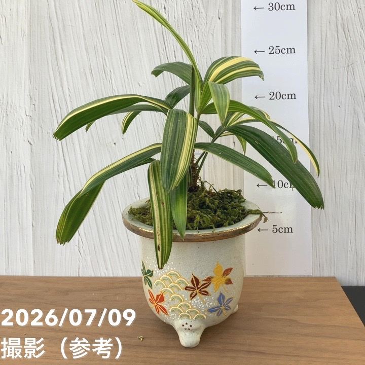 アアク　錦鉢　5点おまとめ 決算P5倍！10%OFF！8/2まで】【現品お届け】観音竹 カンノンチク 飛鳥