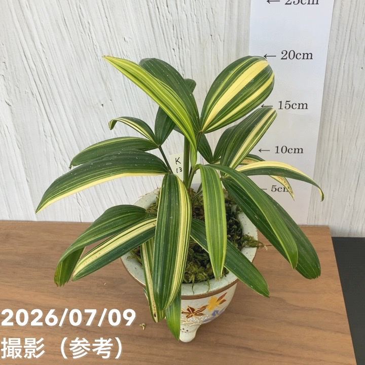 決算P5倍！10%OFF！8/2まで】【現品お届け】観音竹 カンノンチク 飛鳥