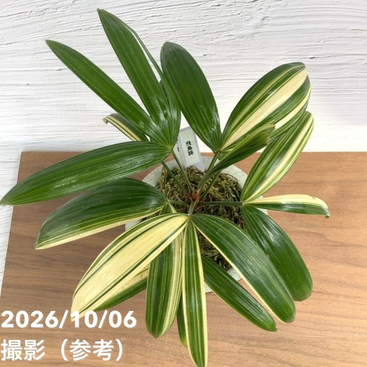 お買い得！1/5まで】【現品お届け】観音竹 カンノンチク 飛鳥錦 あすか