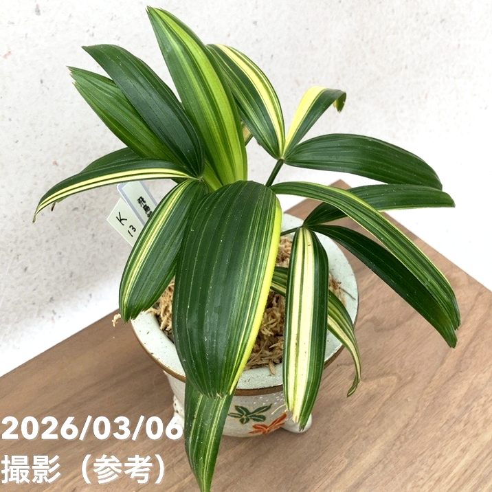 竹製鑑賞用眼鏡 ( 緑炎 )　専用台付き　　ハンドメイド 現品お届け】観音竹 カンノンチク 飛鳥錦 あすかにしき 錦鉢（K13