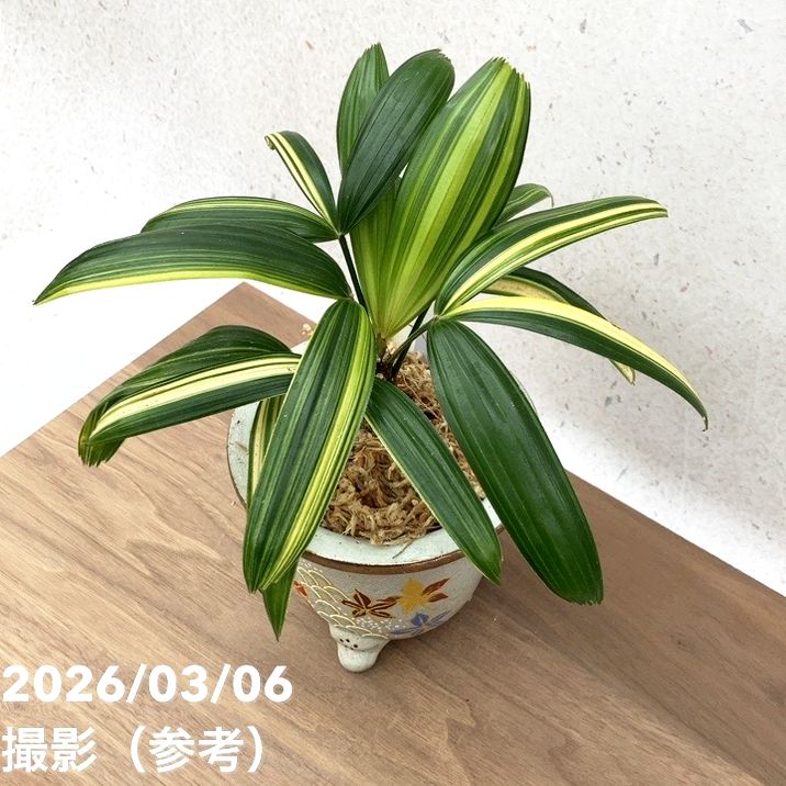 現品お届け】観音竹 カンノンチク 飛鳥錦 あすかにしき 錦鉢（K13