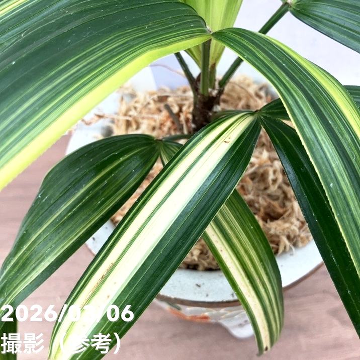 現品お届け】観音竹 カンノンチク 飛鳥錦 あすかにしき 錦鉢（K13