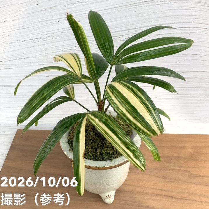 お買い得！1/5まで】【現品お届け】観音竹 カンノンチク 飛鳥錦 あすか