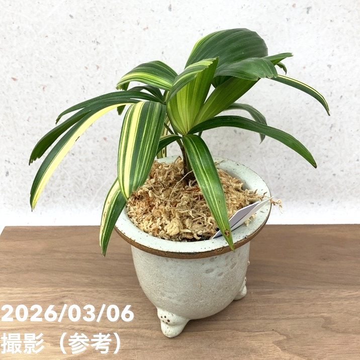 65周年記念セール】【現品お届け】観音竹 カンノンチク 飛鳥錦 あすか