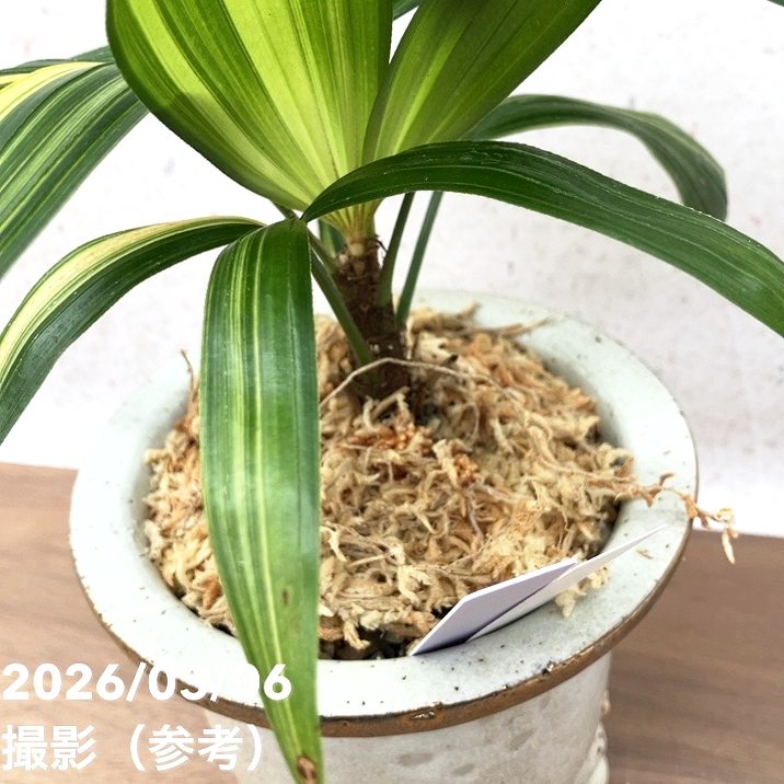 現品お届け】観音竹 カンノンチク 飛鳥錦 あすかにしき 錦鉢（K13