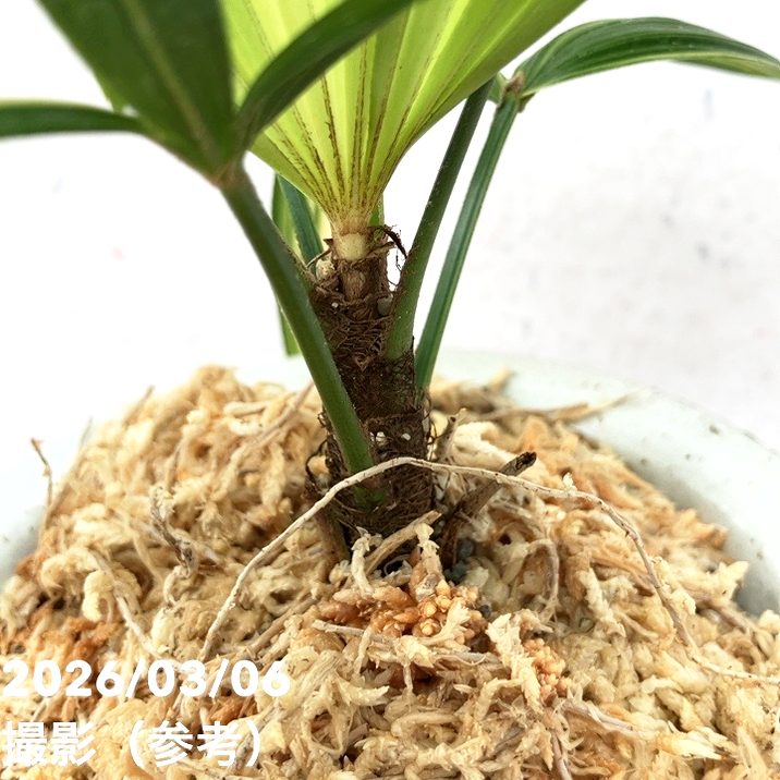 現品お届け】観音竹 カンノンチク 飛鳥錦 あすかにしき 錦鉢（K13