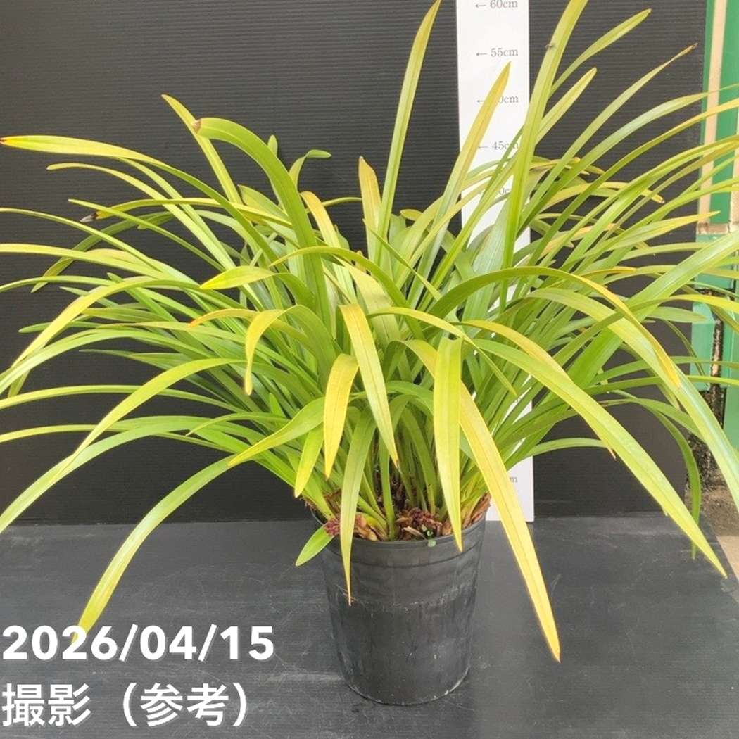 花芽8個以上＞キンリョウヘン 6号（品種不明）｜ミツバチ蘭｜洋蘭10-TU
