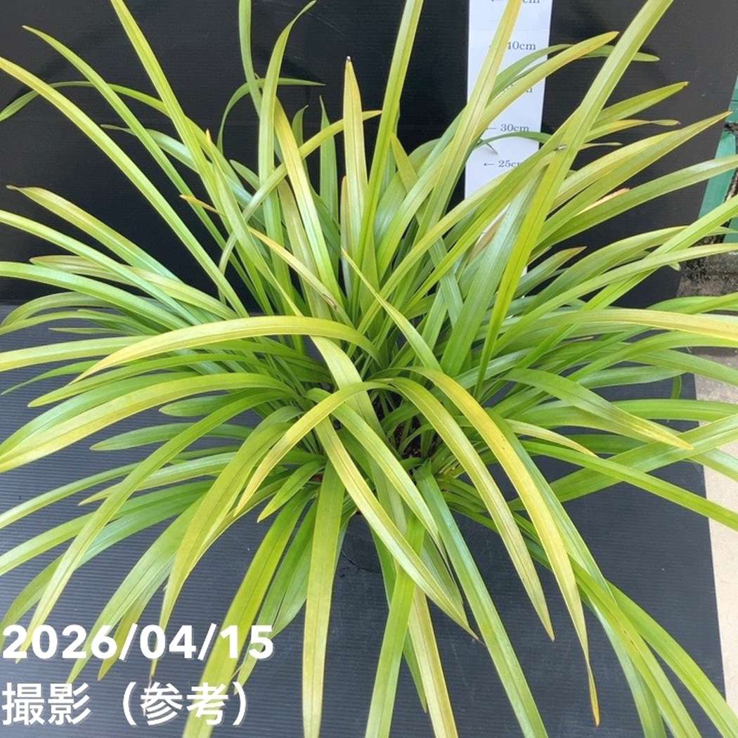 花芽8個以上＞キンリョウヘン 6号（品種不明）｜ミツバチ蘭｜洋蘭10-TU