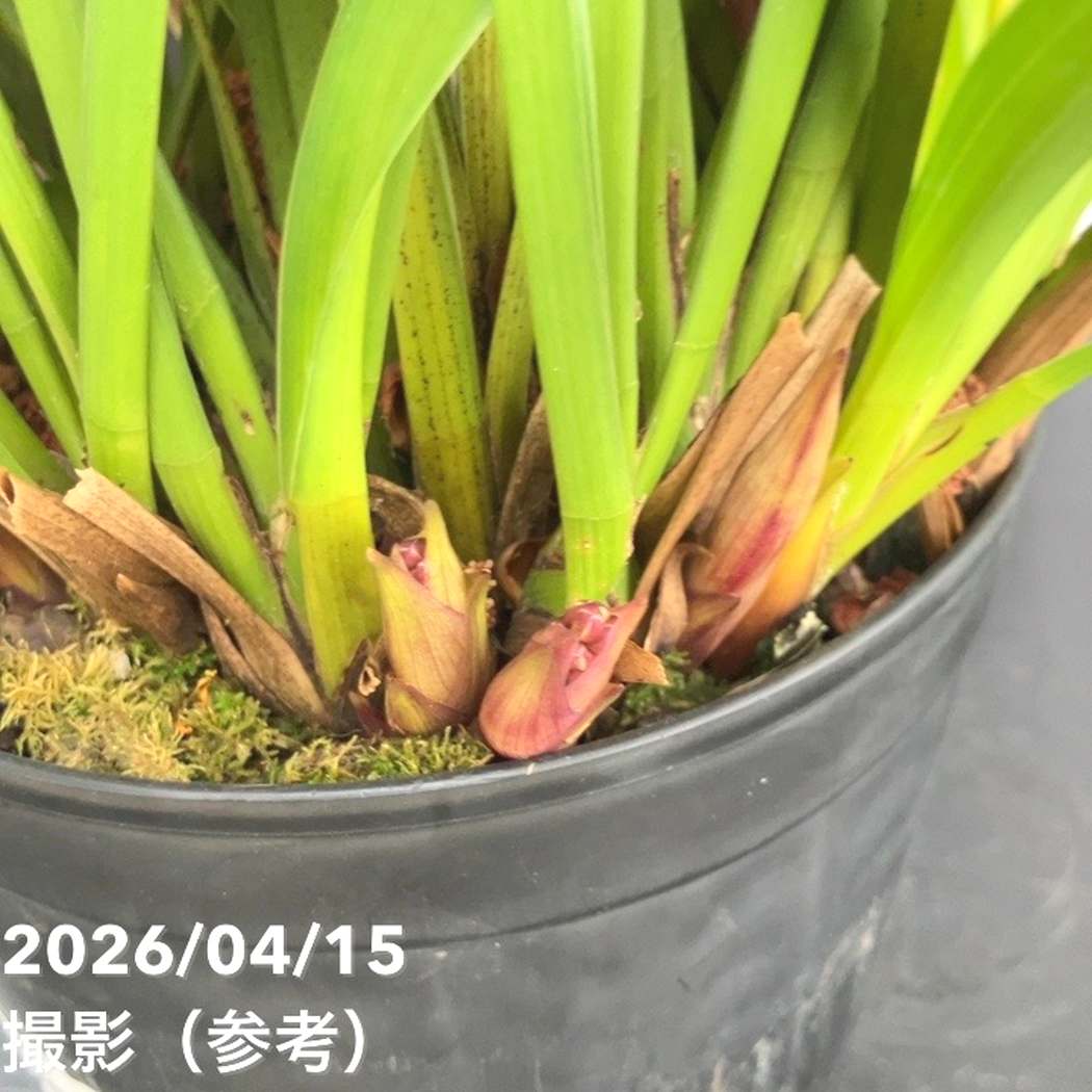 R8年キンリョウヘン花芽8本#1 楽天市場】現品 キンリョウヘン（金稜辺）5号鉢植え 花芽8本立ち516(h4