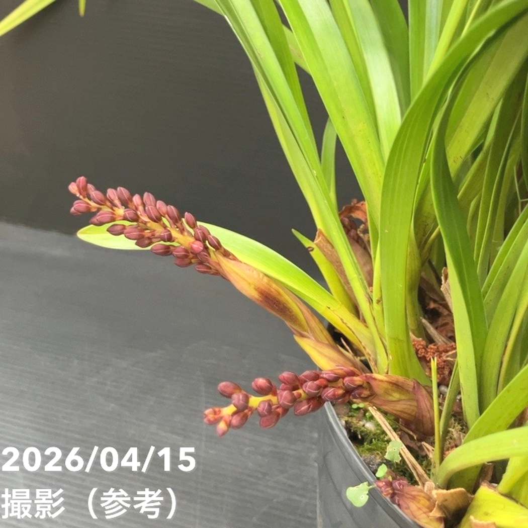花芽8個以上＞キンリョウヘン 6号（品種不明）｜ミツバチ蘭｜洋蘭10-TU