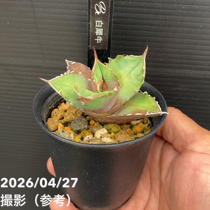 アガベ 2.5号 白犀牛 シロサイ White Rhino｜観葉10-TU | 観葉・多肉