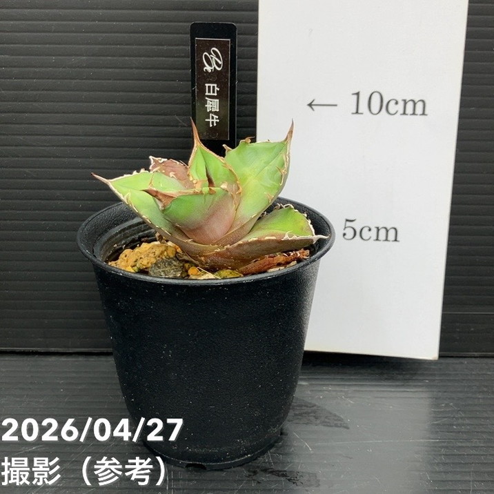 アガベ 2.5号 白犀牛 シロサイ White Rhino｜観葉10-TU | 観葉・多肉
