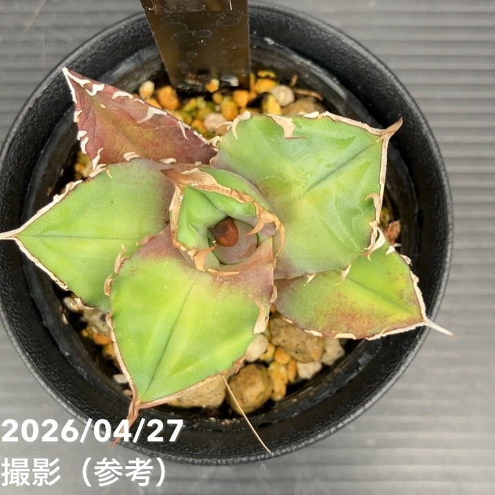 アガベ 2.5号 白犀牛 シロサイ White Rhino｜観葉10-TU | 観葉・多肉