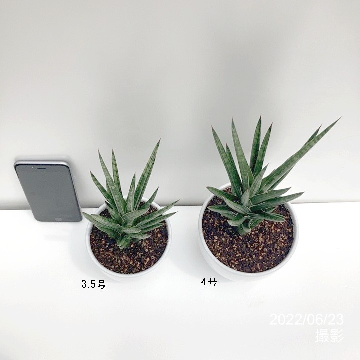 個性派 サンスベリア 4号 フランシシー 白陶器鉢植え 02観葉 観葉 多肉 サンセベリア 赤塚植物園オンライン 花の音