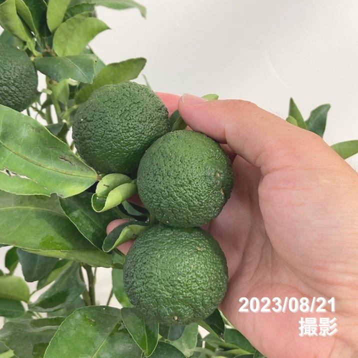 決算！ポイント5倍！7/31まで】＜実付き柑橘＞ゆず 7号｜柑橘