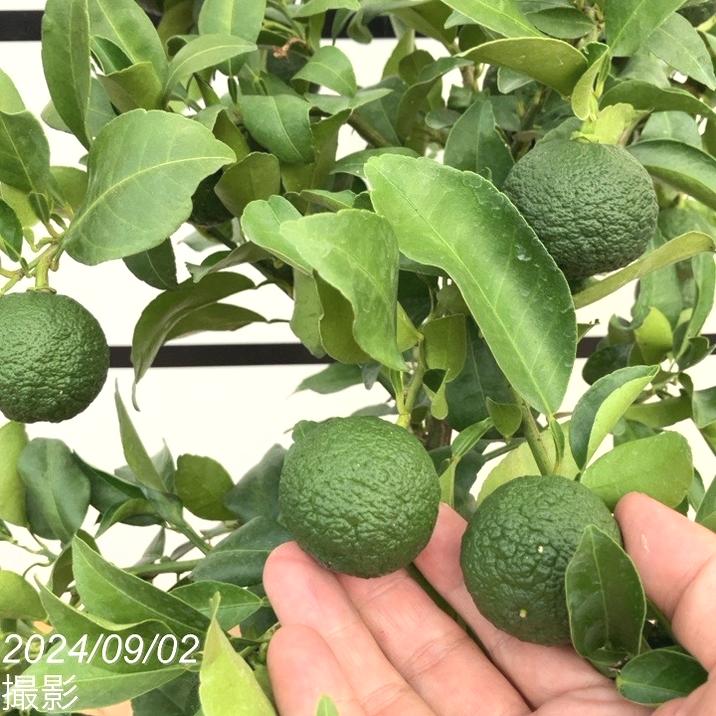 実付き柑橘＞ゆず 7号｜柑橘｜果樹10-TU | 果樹,柑橘 | 赤塚植物園