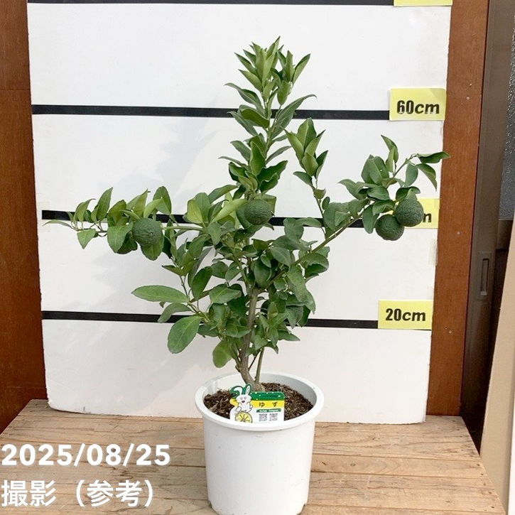 実付き柑橘＞ゆず 7号｜柑橘｜果樹10-TU | 果樹,柑橘 | 赤塚植物園