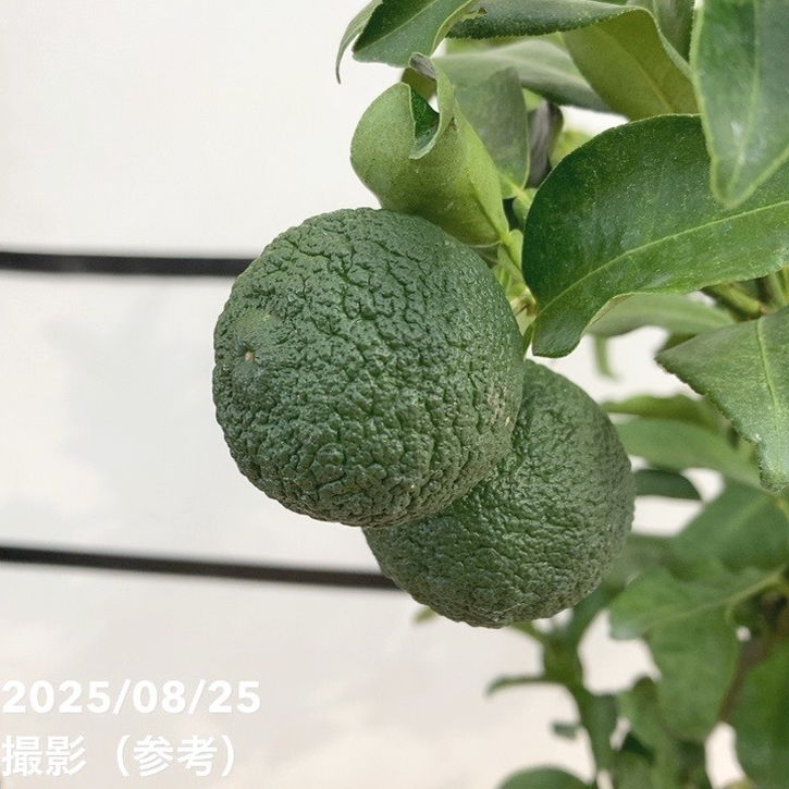 実付き柑橘＞ゆず 7号｜柑橘｜果樹10-TU | 果樹,柑橘 | 赤塚植物園