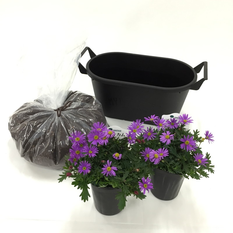 10月まで咲く桐生ふぁーむの ブラキカム栽培セット お届けまでに10日程度頂戴することがございます すべての商品 赤塚植物園オンライン フラワーショップ 花の音 10月まで咲く桐生ふぁーむの ブラキカム栽培セット お届けまでに10日程度頂戴することがございます すべての商品 赤塚植物園オンライン フラワーショップ 花の音