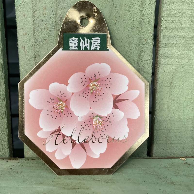 ローズ様の専用 セッツァー】イン・ピンク 2024 ロゼ – Hasumi Wine