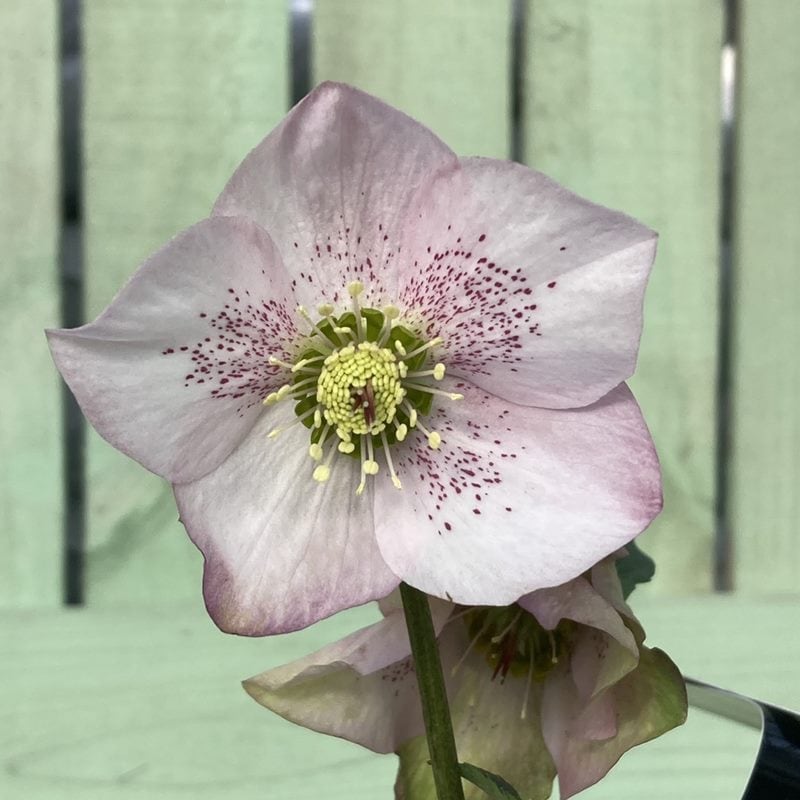 クリスマスローズ 童仙房 HGC散らず桜 4.5号（ギフト用カゴ