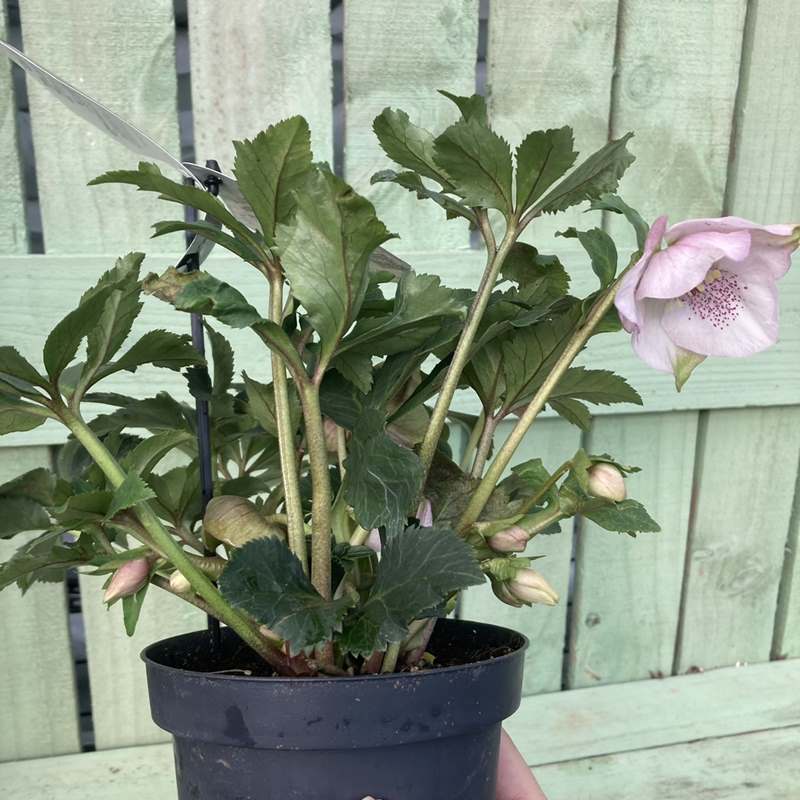 クリスマスローズ 童仙房 HGC散らず桜 4.5号（ギフト用カゴ