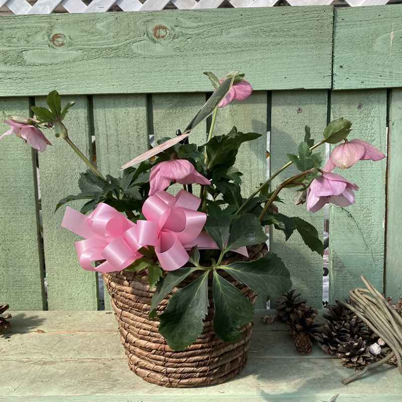クリスマスローズ 童仙房 HGC散らず桜 4.5号（ギフト用カゴ・リボン