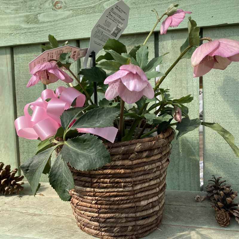 クリスマスローズ 童仙房 HGC散らず桜 4.5号（ギフト用カゴ・リボン