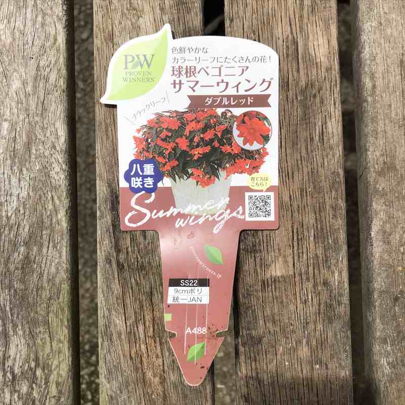 PW 球根ベゴニア サマーウィング ダブルレッド 3.5号×3株セット｜草花
