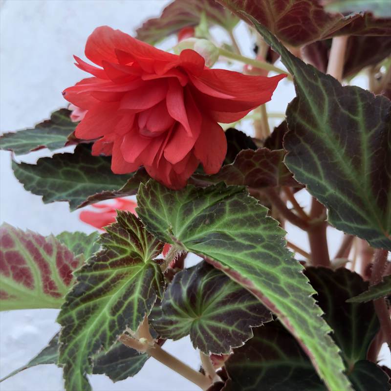 PW 球根ベゴニア サマーウィング ダブルレッド 3.5号×3株セット｜草花