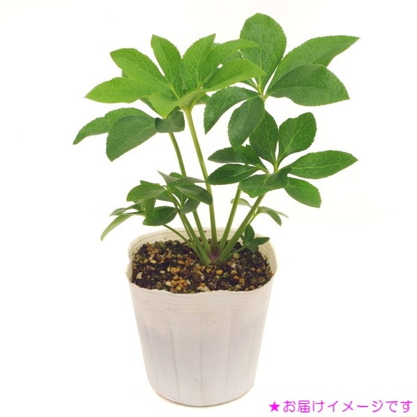 つぼみ付き＞クリスマスローズ 3.5号 鈴峰（すずみね）｜山野01-D1